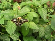 Mai - 4. Sept. O5070